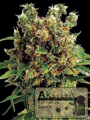 Big Devil XXL Autoflow | Seeds Cannabis Marijuana
