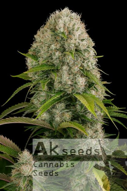 Big White Widow