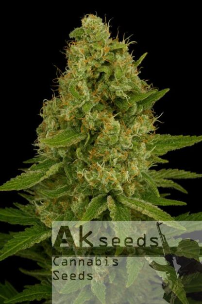 Easy Plant XXL Autoflow