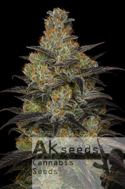 Frost Gorilla XXL