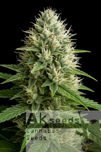 Outdoor Star