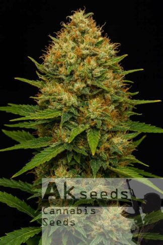 Skunk Ak
