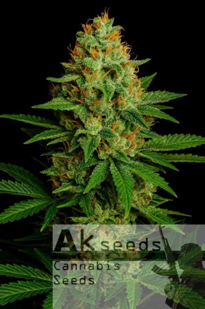 Skunk Ak Autoflow